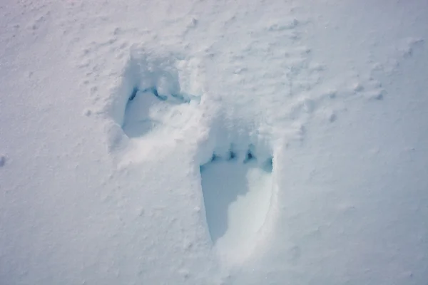 Piste les pattes avant et arrière Kamchatka ours brun — Photo