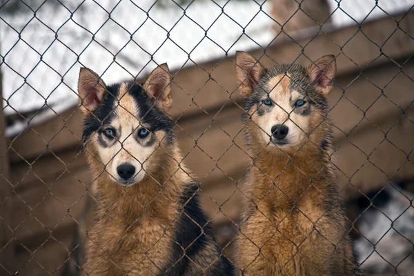 Siberian dış yapraklar kafes kafes köpek kulübesi kızak için iki kukla yapmak — Stok fotoğraf