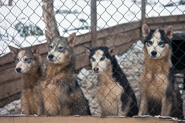 Dört yavru Sibirya husky kafes demir parmaklıklar ardında — Stok fotoğraf