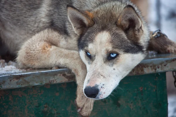 Head Slädhund Siberian husky (Laika), i regnet — Stockfoto