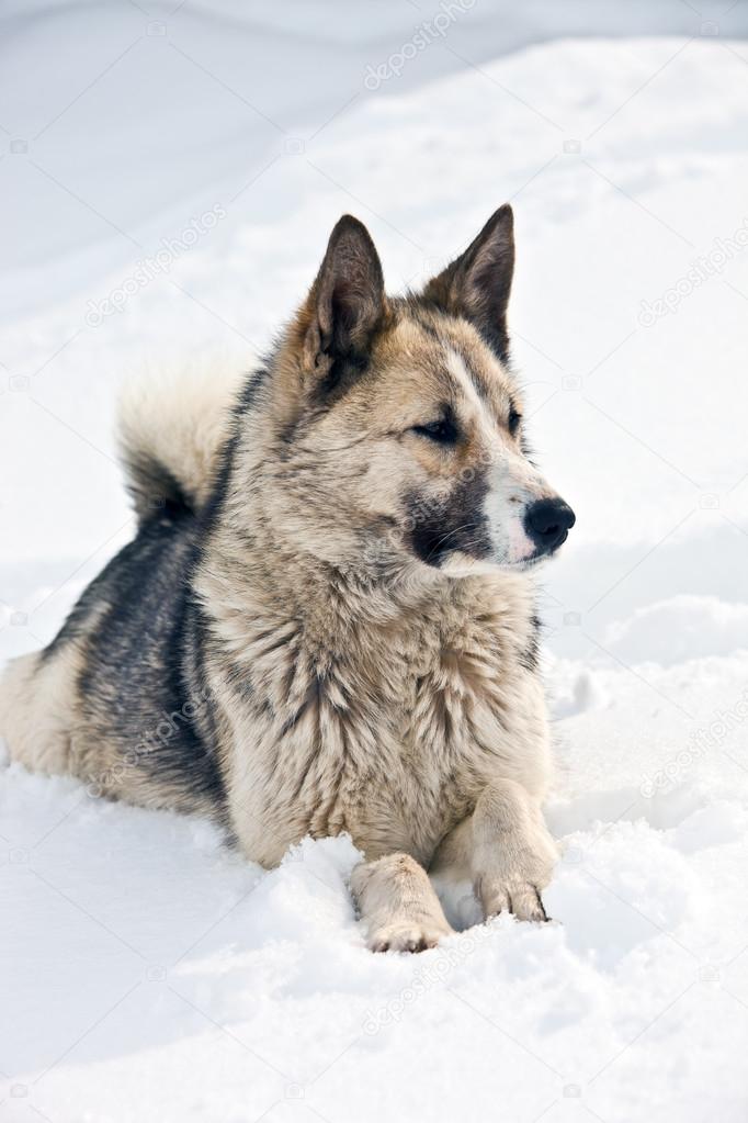 Siberian hunting dog (Laika, husky) lies on the snow
