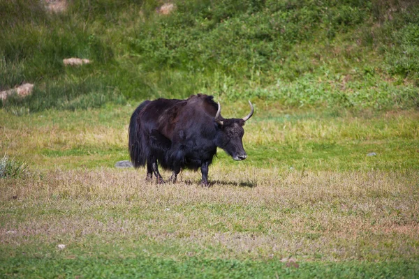 Yak femelle noire avec cornes est dans un pâturage dans le Tien Shan mou — Photo