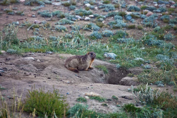 Grey marmots at the entrance to her hole — Stock Photo, Image