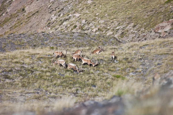Herd of Central-Asian ibex in a pasture in the Tien Shan mountai — Stock Photo, Image