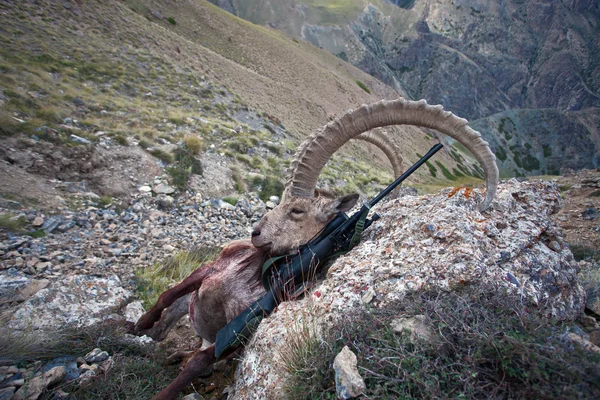 Trophy Asian ibex and hunting rifle in the mountains — Stock Photo, Image