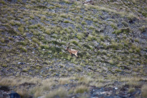 Bouquetins sauvages d'Asie centrale broutant dans les montagnes du Tien Shan , — Photo