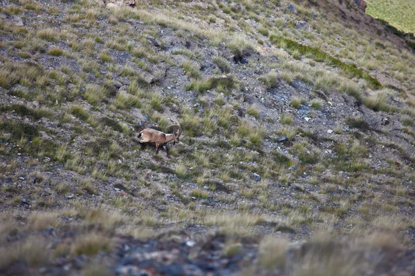 Wilde zentralasiatische Steinböcke grasen im Tien Shan-Gebirge, — Stockfoto