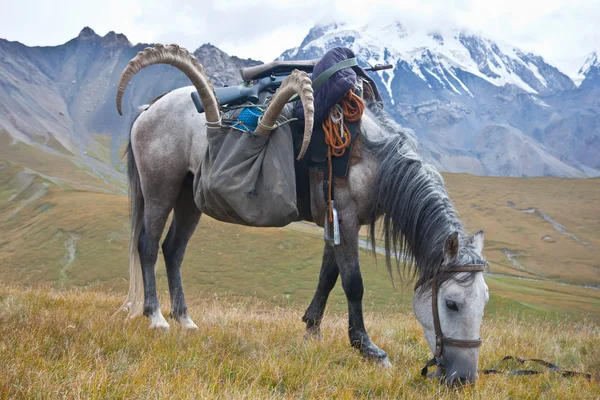 Dağ keçisi Tien Shan Mount aradıktan sonra bir kupa ile at — Stok fotoğraf