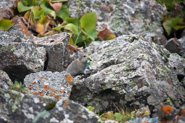 Çim Tien Shan kayalarda arasında genç tavşangiller beslenir — Stok fotoğraf