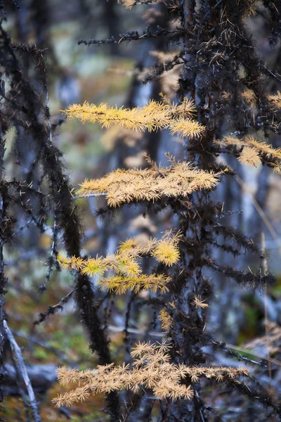 西伯利亚落叶松和地衣的黄针 — 图库照片