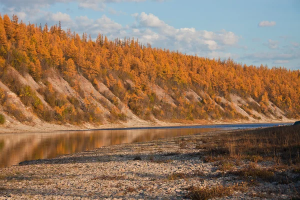 Lariks taiga aan de oevers van de Siberische rivieren — Stockfoto