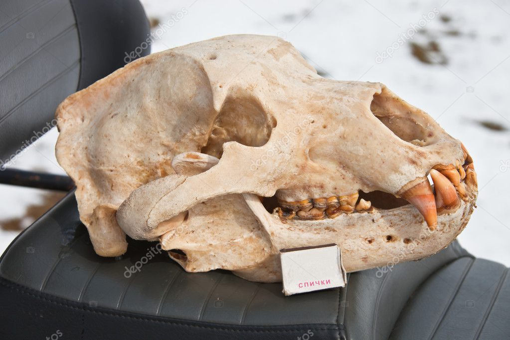 The skull of a bear after pre-treatment 