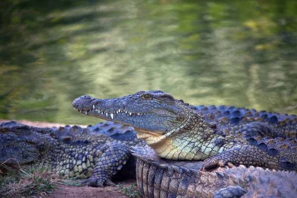 Crocodilo do Nilo na costa . — Fotografia de Stock