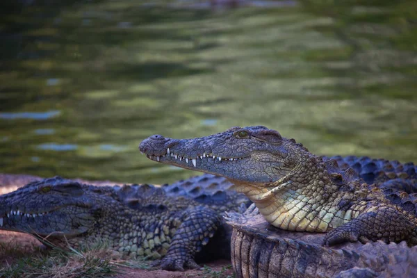 Nilkrokodil am Ufer. Südafrika — Stockfoto