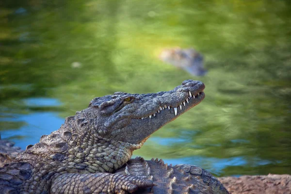 Crocodilo do Nilo na costa. África do Sul — Fotografia de Stock