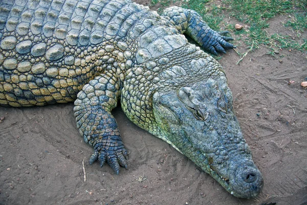 Parte dianteira do corpo do crocodilo africano — Fotografia de Stock