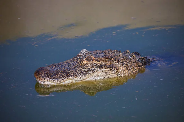 Cabeza de un joven cocodrilo africano en el agua . —  Fotos de Stock
