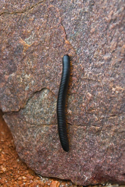 Giant black African millipede was crawling up the stone — Stock Photo, Image