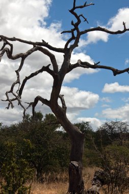 Gökyüzüne karşı kuru yaşlı ağaç şeklinde