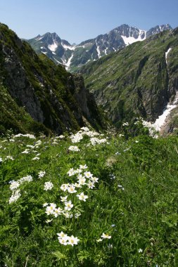 Kafkasya dağlarında çiçekler anemone. Abhazya