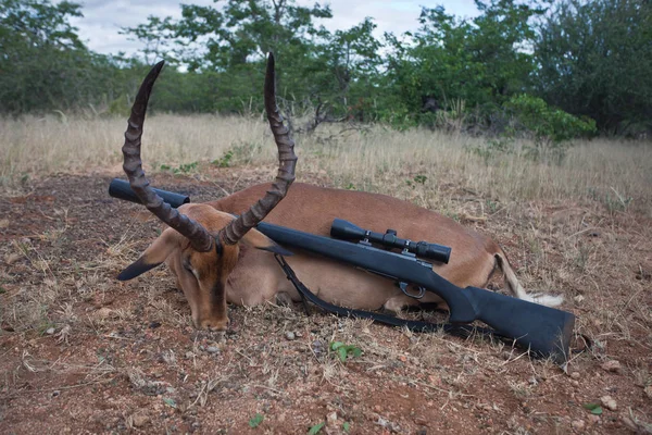 Troféu adulto macho Impala antílope e rifle após a caça — Fotografia de Stock