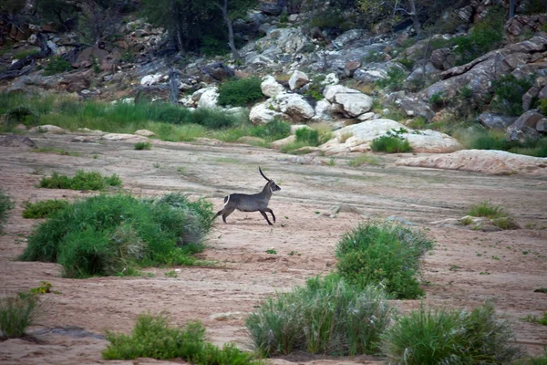 South African Waterbuck ring running along the dry riverbed — Stock Photo, Image