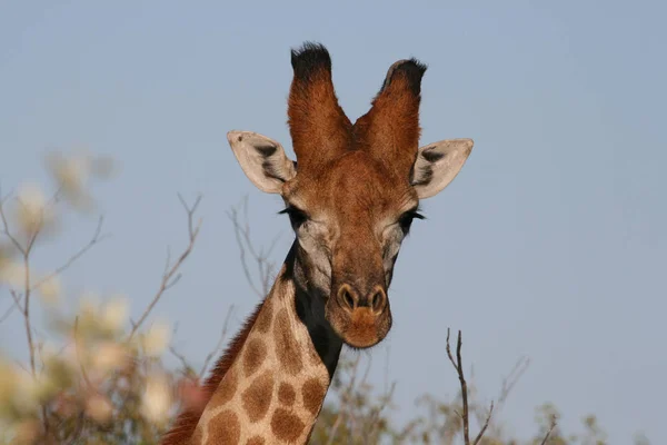 Portret afrykańskiej żyrafy. — Zdjęcie stockowe