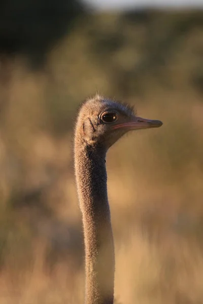 L'autruche africaine de profil — Photo