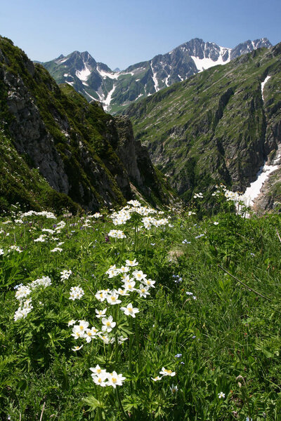 Цветы анемон в горах Кавказа. Абхазия
