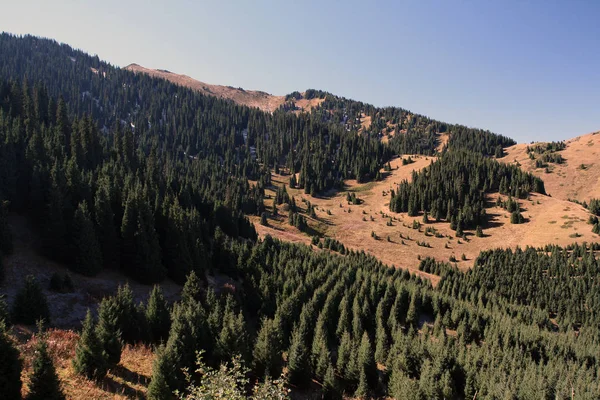 云杉，哈萨克斯坦天山山脉 — 图库照片