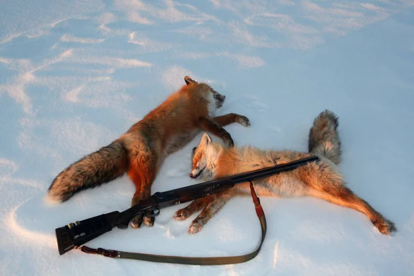 Červené lišky a zbraň po lovu na sněhu. — Stock fotografie