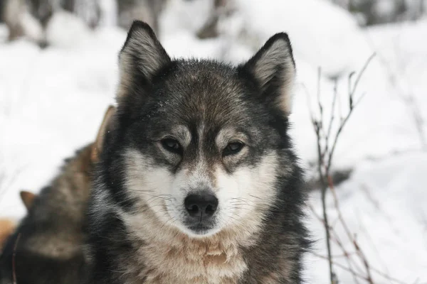 Perro de caza siberiano Laika . — Foto de Stock