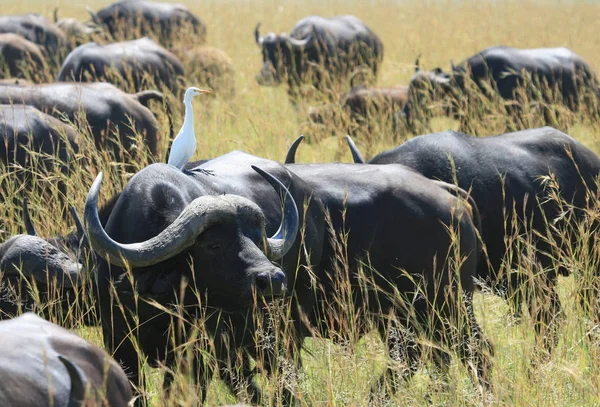 Búfalo africano con garza blanca — Foto de Stock