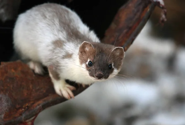 Siberian ermine in the spring during molting — Stock Photo, Image