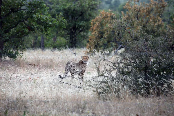 Guepardo salvaje africano en su entorno natural. Botswana , — Foto de Stock