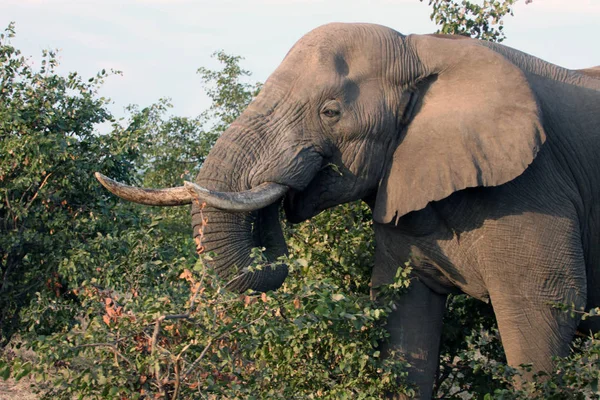 Elefante africano macho con colmillos se alimenta del arbusto. Botswana — Foto de Stock