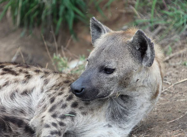 Hyènes africaines féminines. Hyène repérée dans le parc Kruger . — Photo