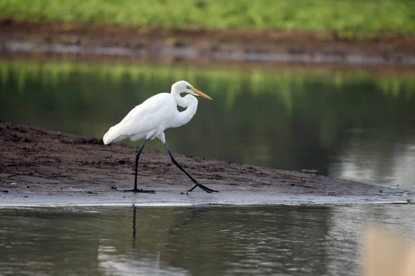 White Heron is on the river beach in Costa Rica — Stock Photo, Image