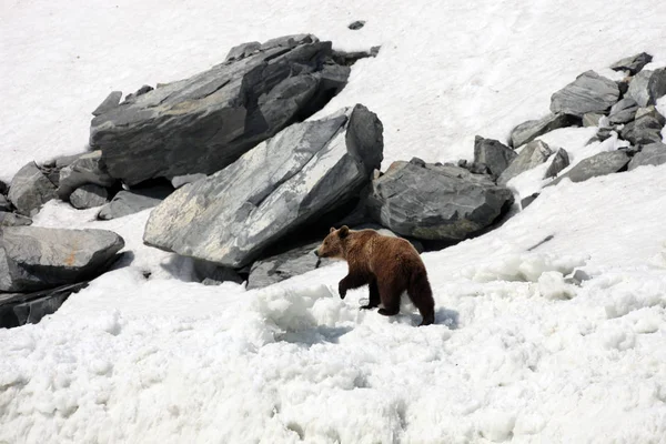 Ours brun marchant sur la neige et la glace parmi les rochers . — Photo
