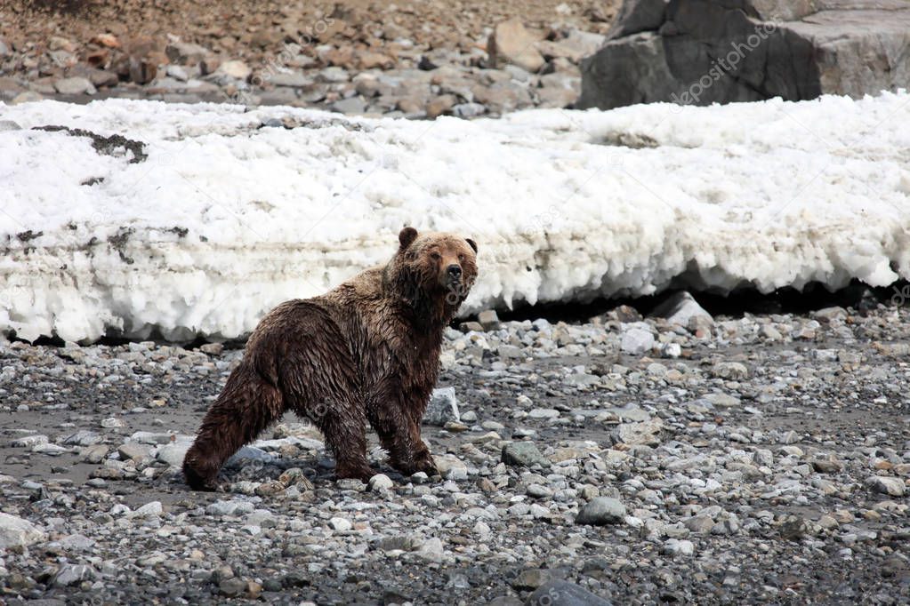  Bear on the coast of the Okhotsk sea in spring.