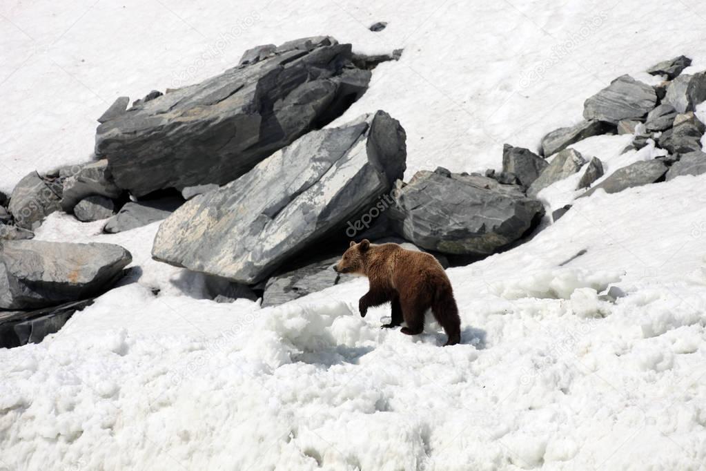 Brown bear walking on snow and ice among the rocks.