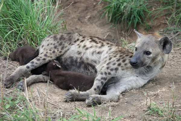 Hyena krmení štěňat. Africká skvrnitá hyena a dvě mláďata. — Stock fotografie
