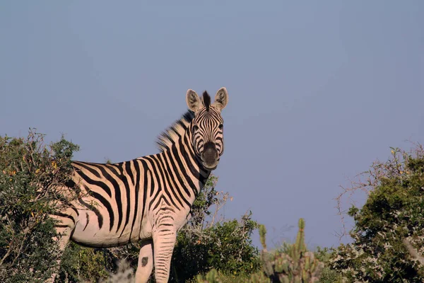 Zèbre africain dans la savane d'Afrique du Sud — Photo