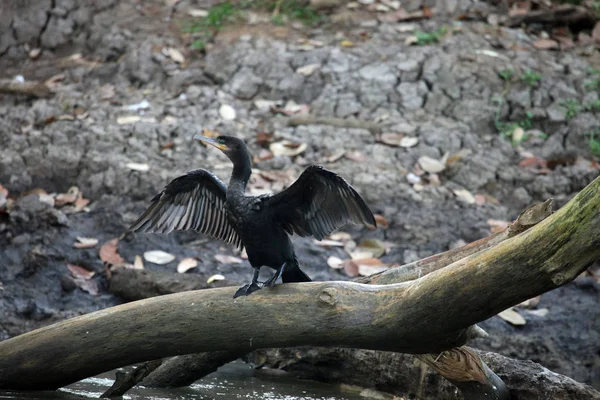 Black cormorant drying wings sitting on a tree in CostaRica — Stock Photo, Image