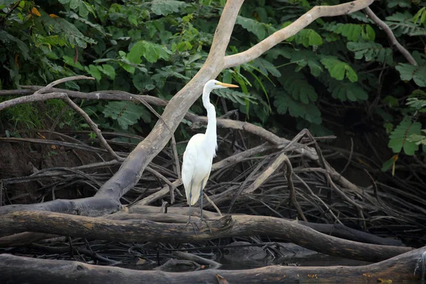 Grand Héron blanc debout sur un arbre tombé — Photo