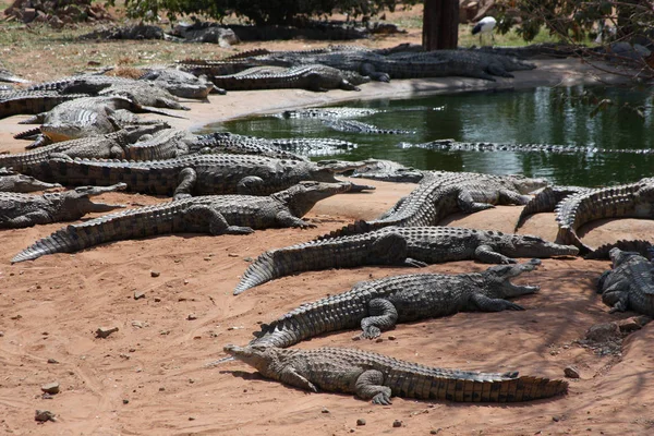 Afrikkalaisilla krokotiileilla on vettä Zambezin tulvamaalla. — kuvapankkivalokuva