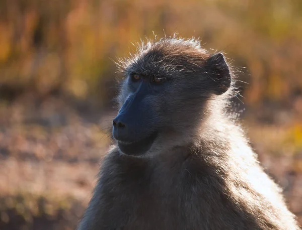 Adult female baboon looks away. — Stock Photo, Image