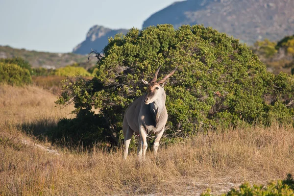 Bull Eland pastando en el Bush de Sudáfrica — Foto de Stock