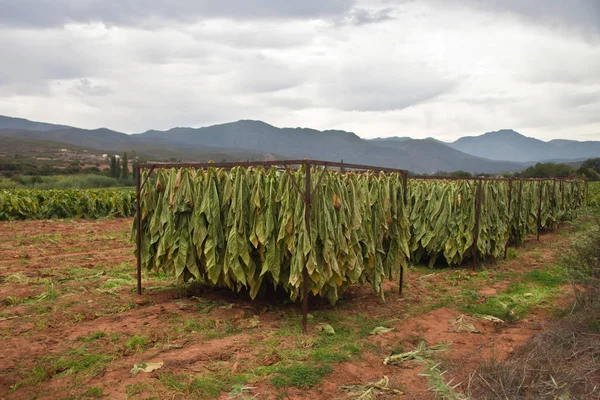 Tobacco leaves during drying at the plantation.