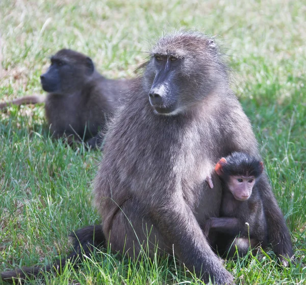 Female baboon Chashma with baby on the grass. South Africa, — Stock Photo, Image